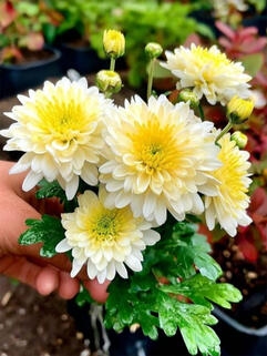 Хризантема мультифлора Borealie Flocon (Бореаль Флокон)