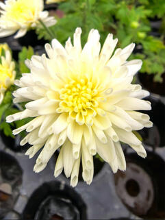 Хризантема мультифлора Borealie Flocon (Бореаль Флокон)