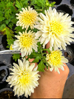 Хризантема мультифлора Borealie Flocon (Бореаль Флокон)