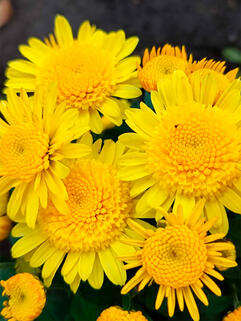 Хризантема мультифлора Керри