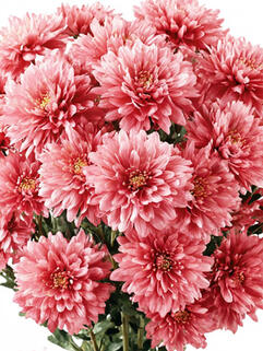Хризантема мультифлора Pantin Rose (Пантин Роуз)