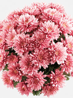 Хризантема мультифлора Pantin Rose (Пантин Роуз)