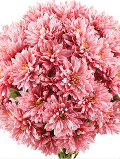 Хризантема мультифлора Pantin Rose (Пантин Роуз)