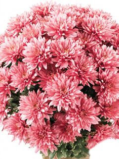 Хризантема мультифлора Pantin Rose (Пантин Роуз)
