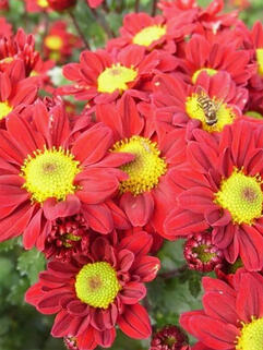 Хризантема мультифлора Pursang (Пурсанг)