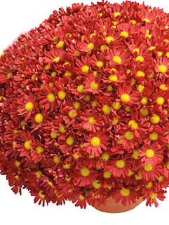 Хризантема мультифлора Pursang (Пурсанг)