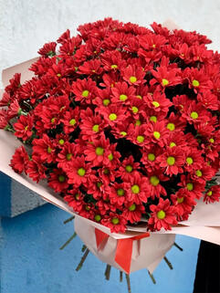 Хризантема мультифлора Pursang (Пурсанг)