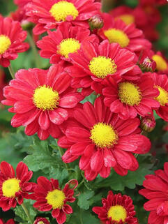 Хризантема мультифлора Pursang (Пурсанг)