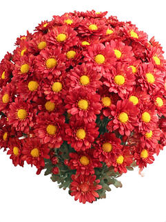 Хризантема мультифлора Pursang (Пурсанг)