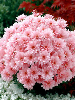 Хризантема мультифлора  Borealie Eglantine (Бореаль Эглантин)