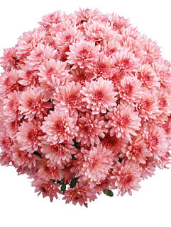 Хризантема мультифлора  Borealie Eglantine (Бореаль Эглантин)