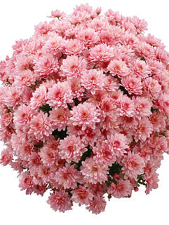 Хризантема мультифлора  Borealie Eglantine (Бореаль Эглантин)