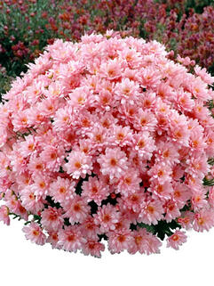 Хризантема мультифлора  Borealie Eglantine (Бореаль Эглантин)