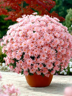 Хризантема мультифлора  Borealie Eglantine (Бореаль Эглантин)