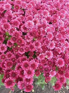 Хризантема мультифлора Buzz Lavender (Базз Лавендер)