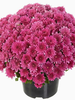 Хризантема мультифлора Buzz Lavender (Базз Лавендер)