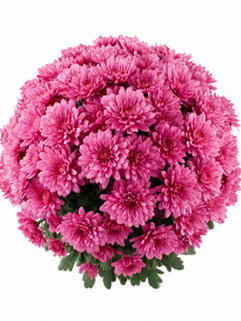 Хризантема мультифлора Buzz Lavender (Базз Лавендер)