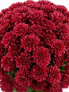 Хризантема мультифлора Buzz Merlot (Базз Мерлот)