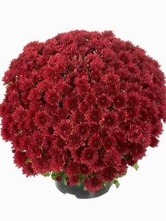 Хризантема мультифлора Buzz Merlot (Базз Мерлот)