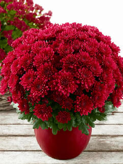 Хризантема мультифлора Buzz Merlot (Базз Мерлот)