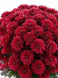 Хризантема мультифлора Buzz Merlot (Базз Мерлот)