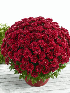 Хризантема мультифлора Buzz Merlot (Базз Мерлот)