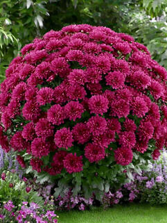 Хризантема мультифлора Buzz Purple (Базз Пурпл)