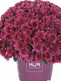 Хризантема мультифлора Buzz Purple (Базз Пурпл)