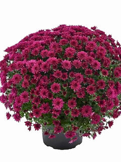 Хризантема мультифлора Buzz Purple (Базз Пурпл)