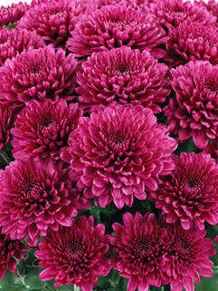 Хризантема мультифлора Buzz Purple (Базз Пурпл)