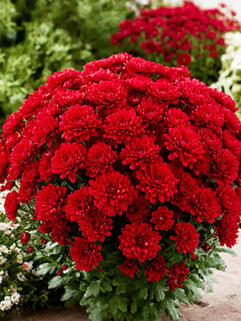 Хризантема мультифлора Balloon Red (Балун Ред)