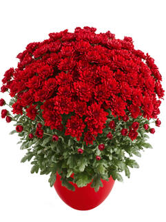 Хризантема мультифлора Balloon Red (Балун Ред)