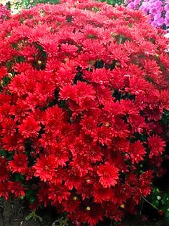 Хризантема мультифлора Balloon Red (Балун Ред)