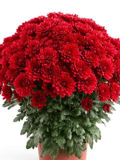Хризантема мультифлора Balloon Red (Балун Ред)