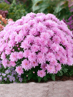 Хризантема мультифлора Pride Pink (Прайд Пинк)