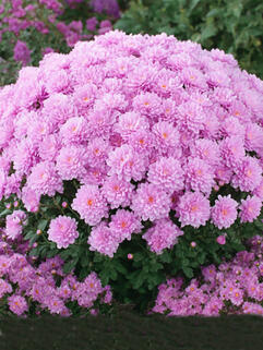 Хризантема мультифлора Pride Pink (Прайд Пинк)