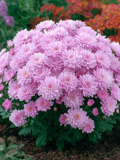 Хризантема мультифлора Pride Pink (Прайд Пинк)