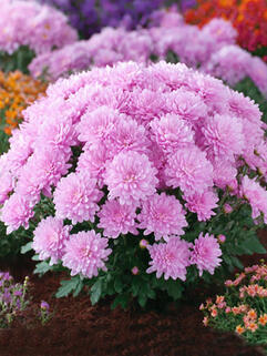 Хризантема мультифлора Pride Pink (Прайд Пинк)