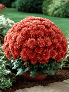 Хризантема мультифлора Rubi (Руби)