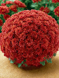 Хризантема мультифлора Rubi (Руби)
