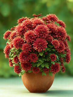 Хризантема мультифлора Rubi (Руби)