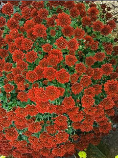 Хризантема мультифлора Rubi (Руби)