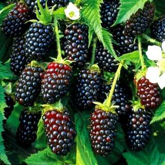 Ежевика  Bestberry (Бестберри)